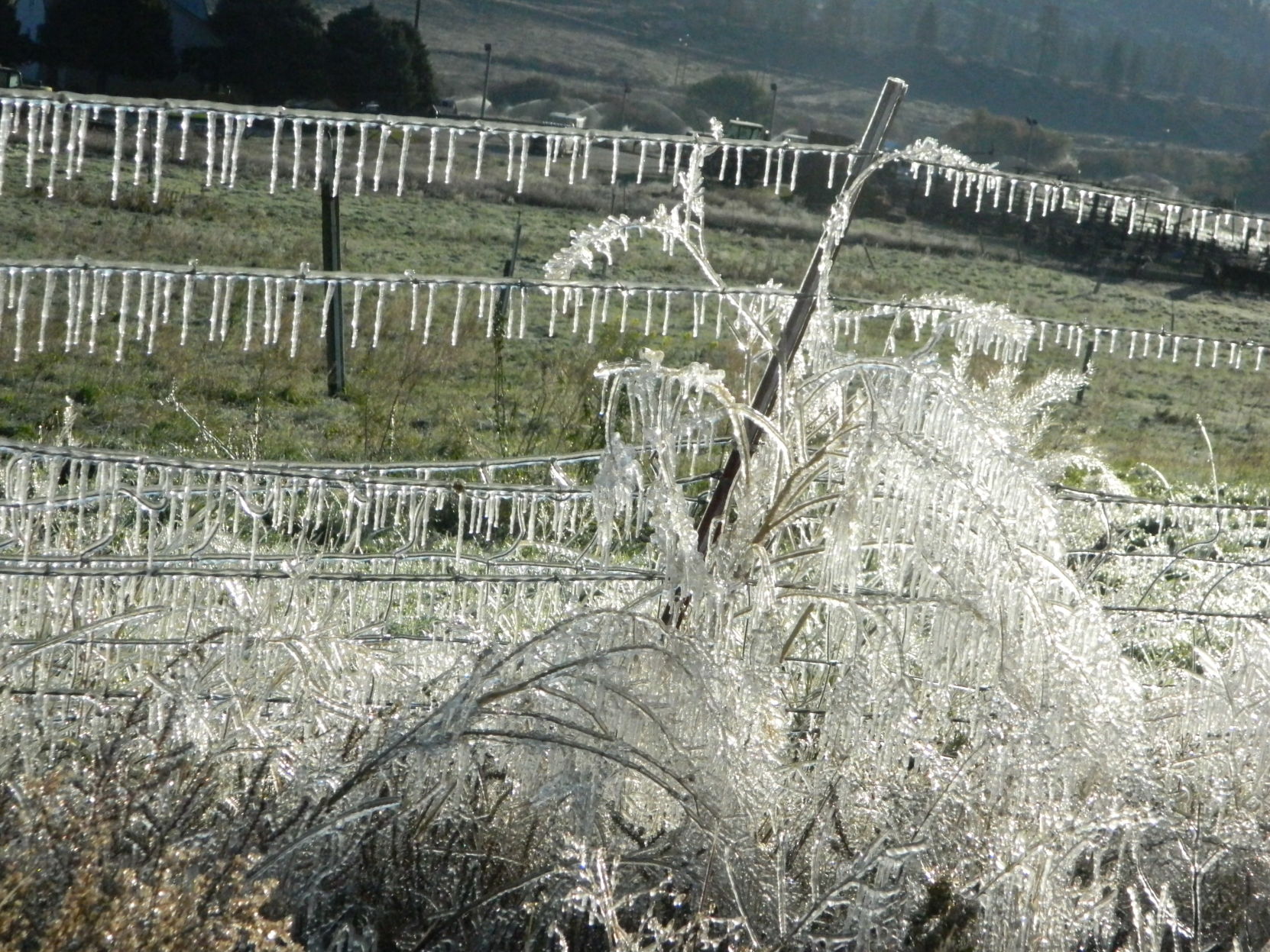Icy morning
